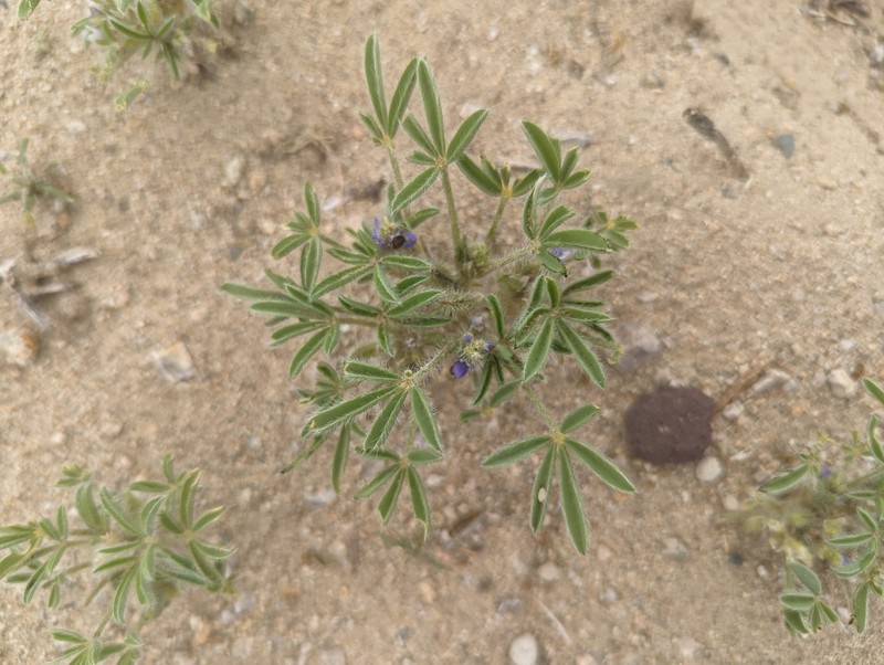 Lupinus pusillus var. pusillus photo 7