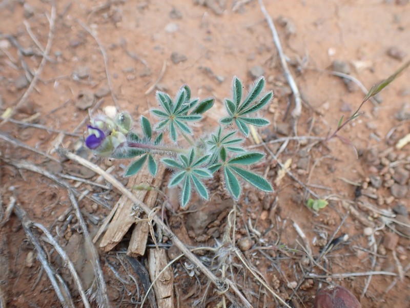 Lupinus pusillus var. rubens