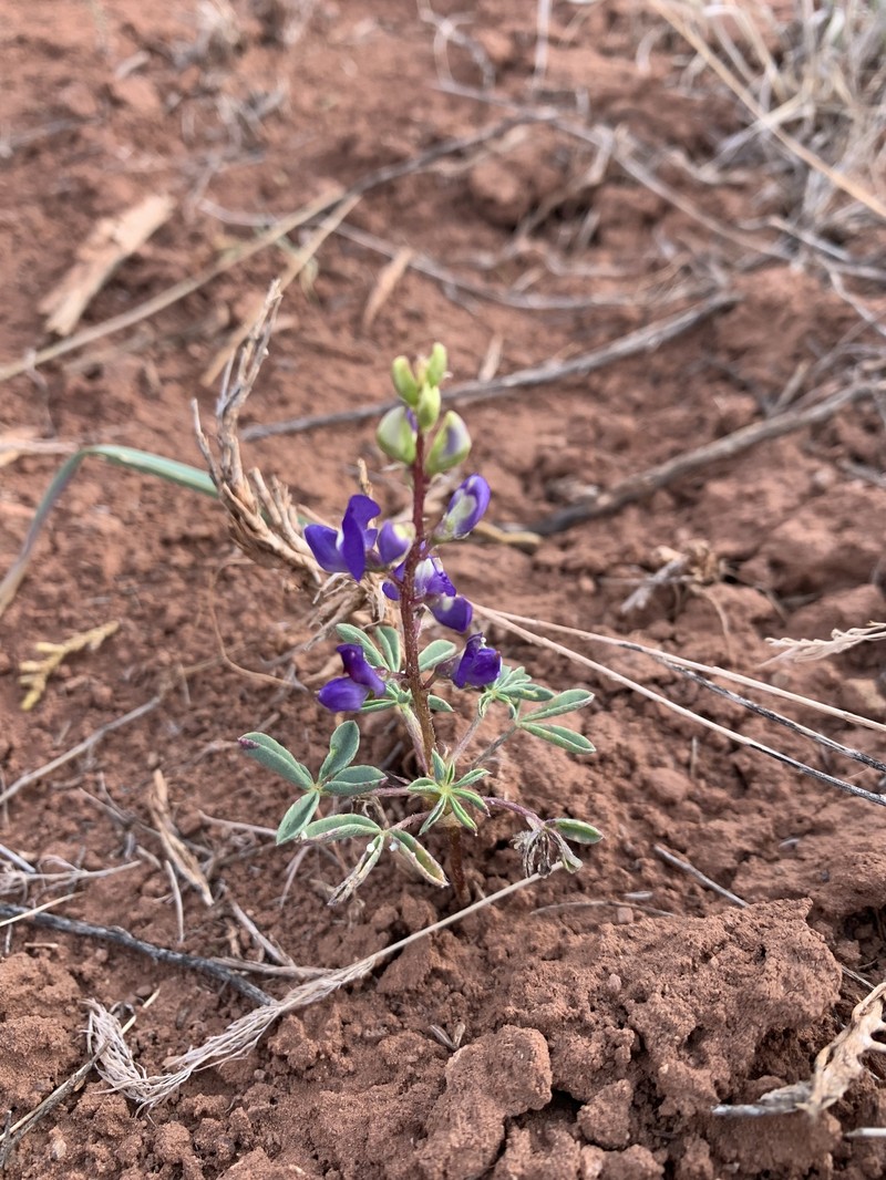 Lupinus pusillus var. rubens photo 2