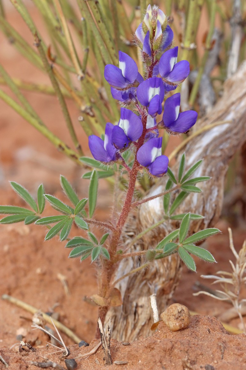 Lupinus pusillus var. rubens photo 3