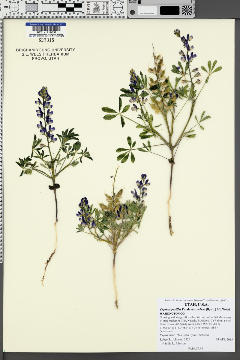 Lupinus pusillus var. rubens photo 4