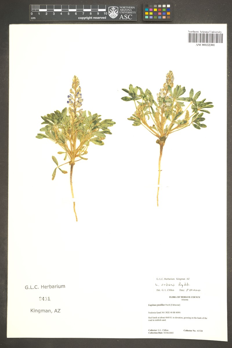 Lupinus pusillus var. rubens photo 5