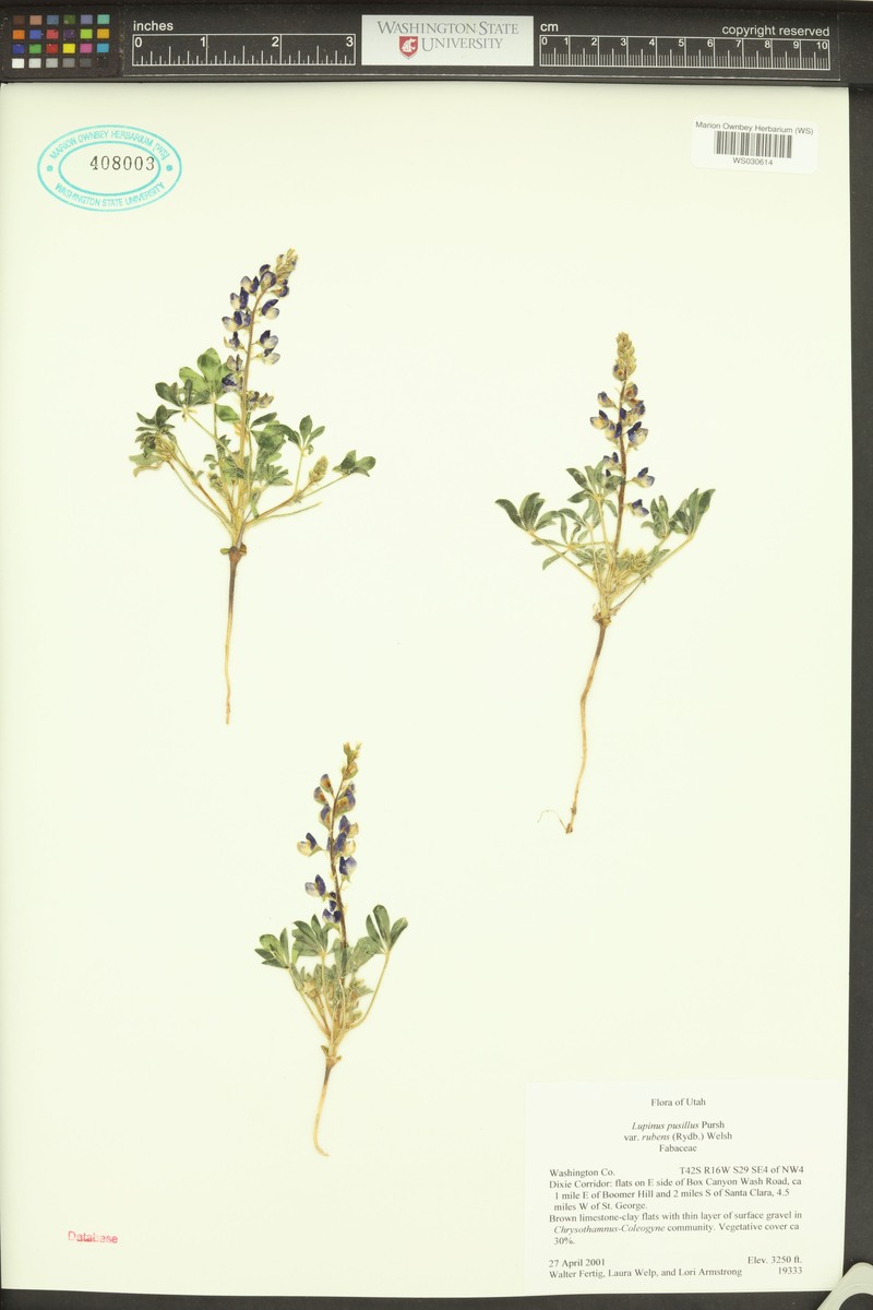 Lupinus pusillus var. rubens photo 6