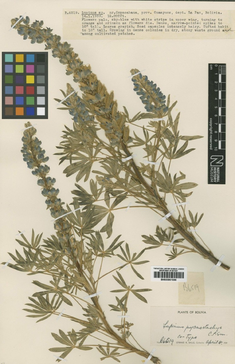 Lupinus pycnostachys