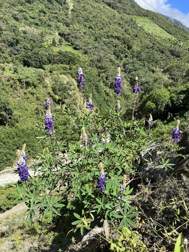Lupinus quellomayus