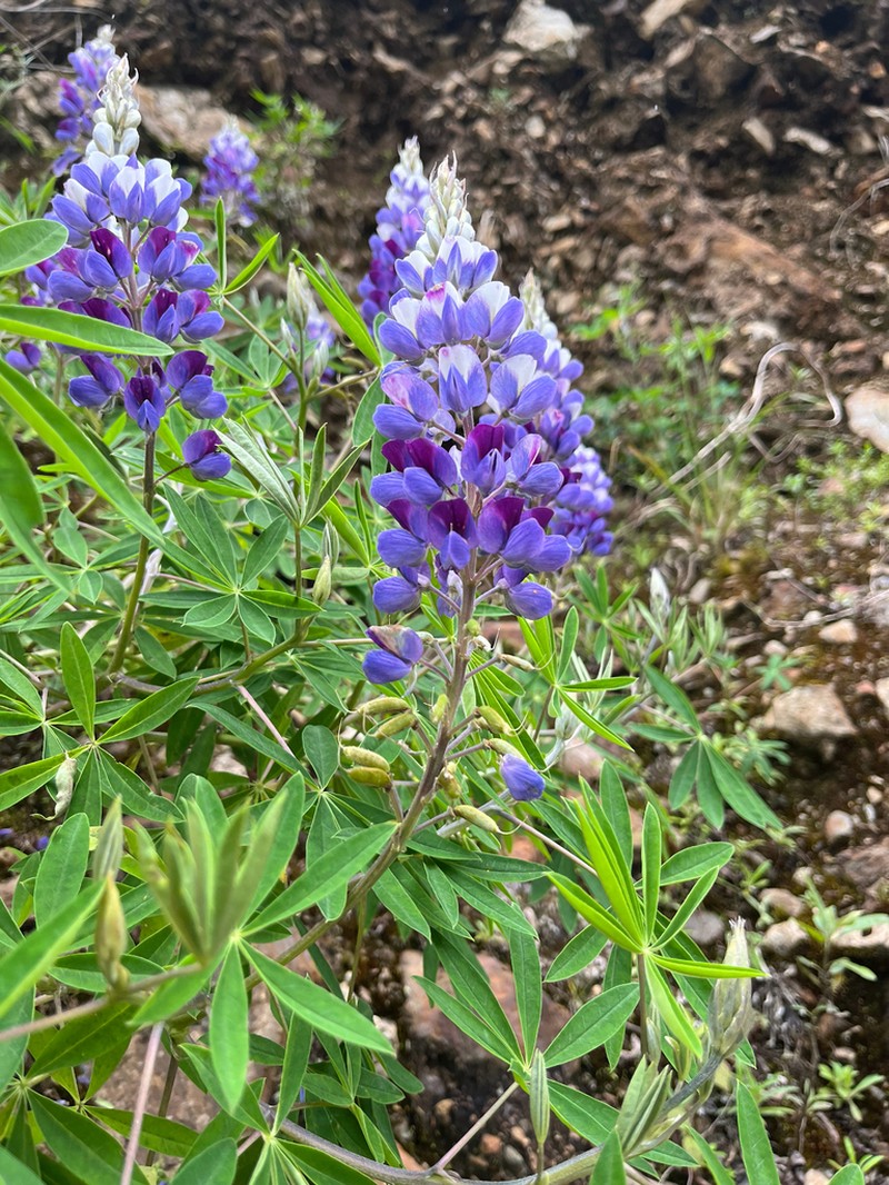 Lupinus quellomayus photo 2