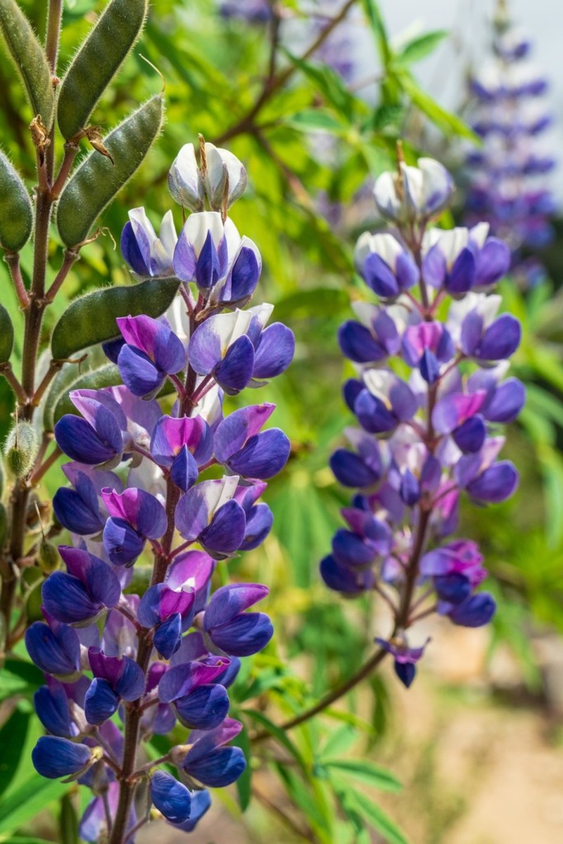 Lupinus quellomayus photo 3