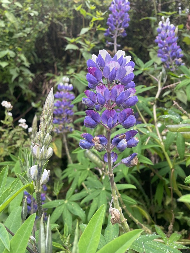 Lupinus quellomayus photo 5