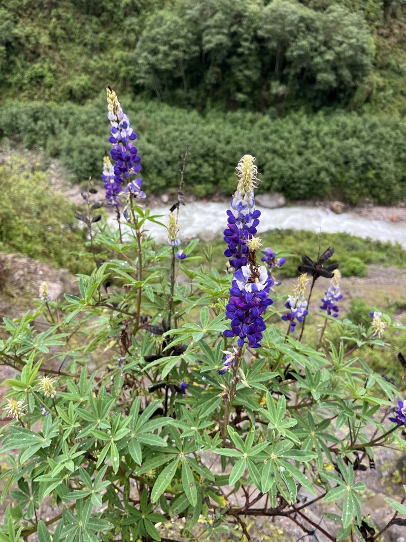 Lupinus quellomayus photo 6
