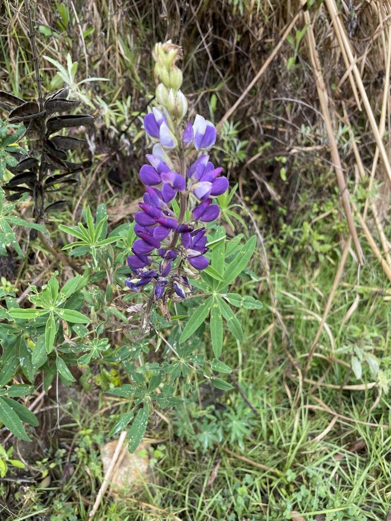 Lupinus quellomayus photo 7