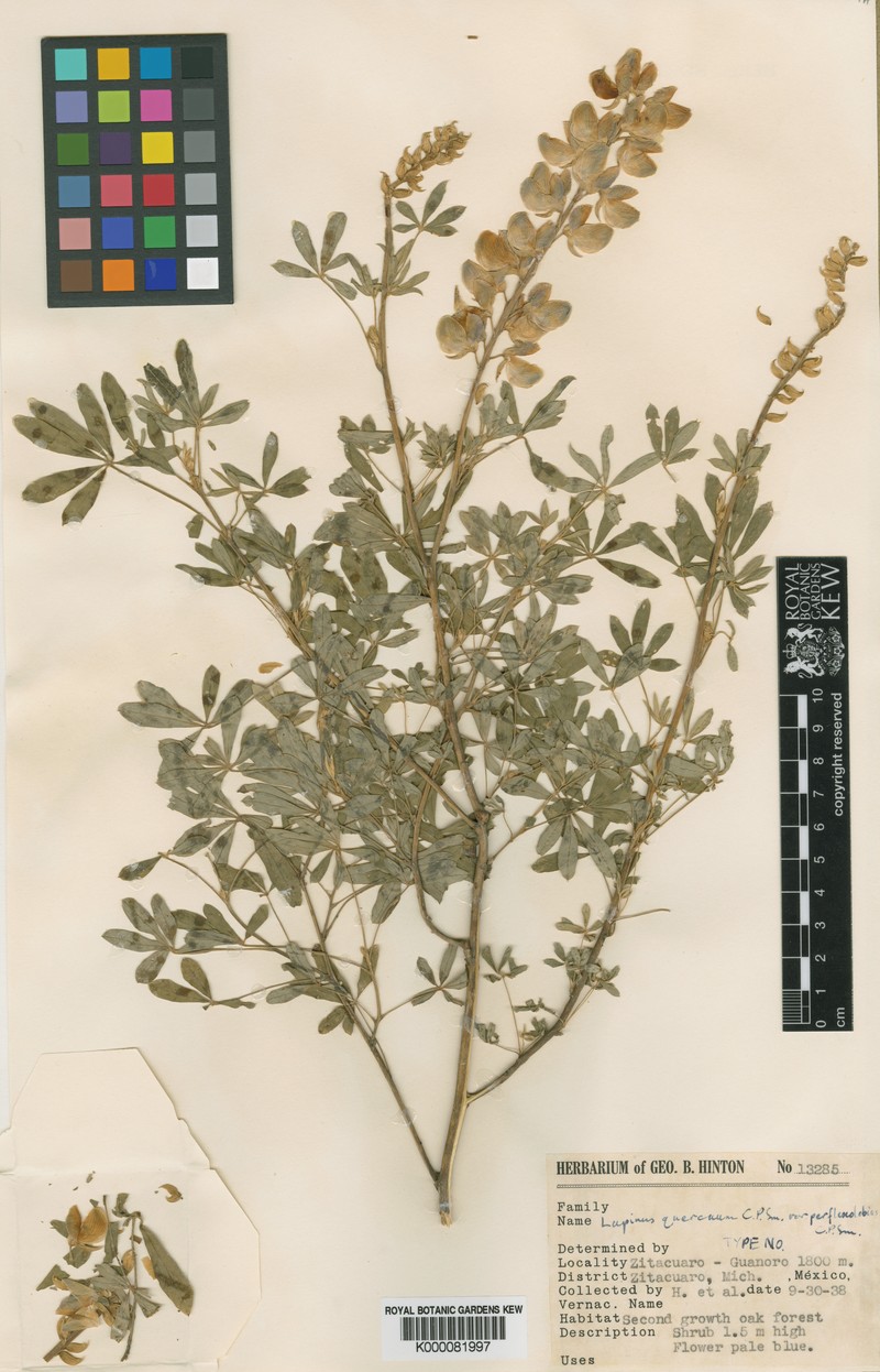 Lupinus quercuum