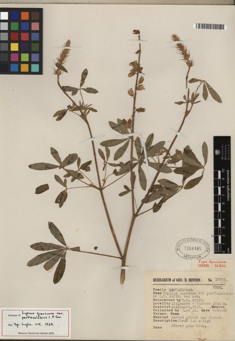 Lupinus quercuum photo 2