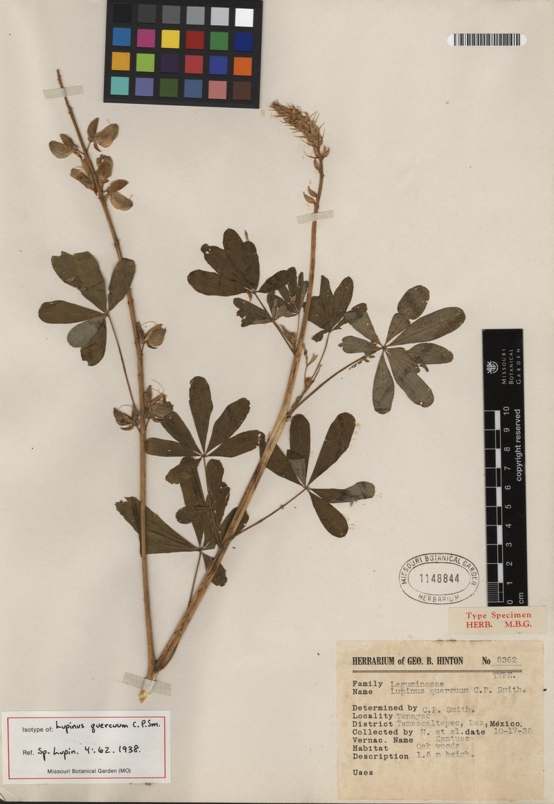Lupinus quercuum photo 3