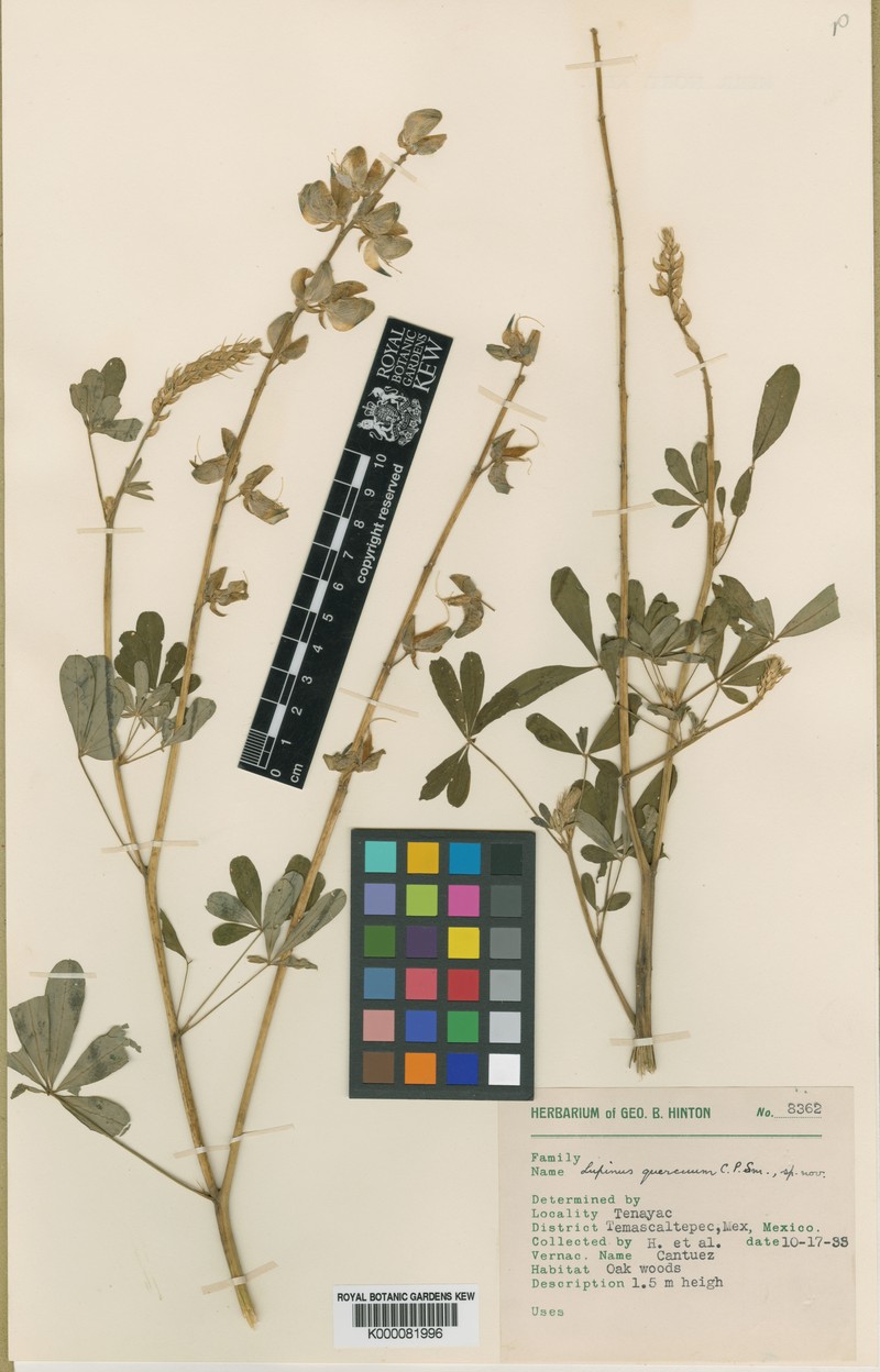 Lupinus quercuum photo 4