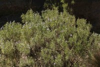 Lupinus ramosissimus