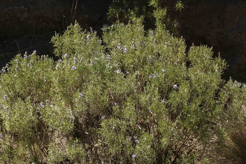Lupinus ramosissimus