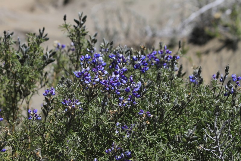 Lupinus ramosissimus photo 2