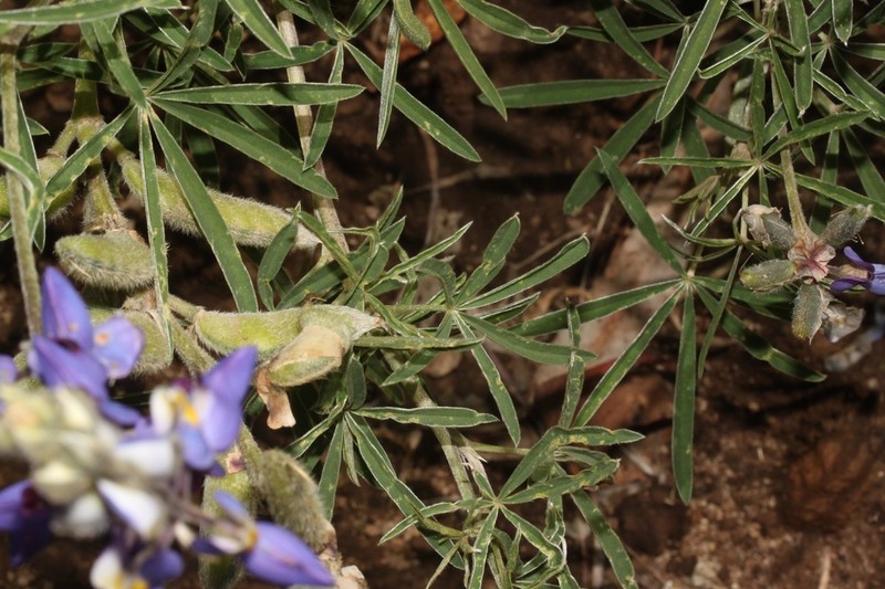 Lupinus ramosissimus photo 3