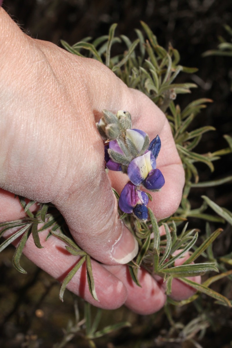 Lupinus ramosissimus photo 4