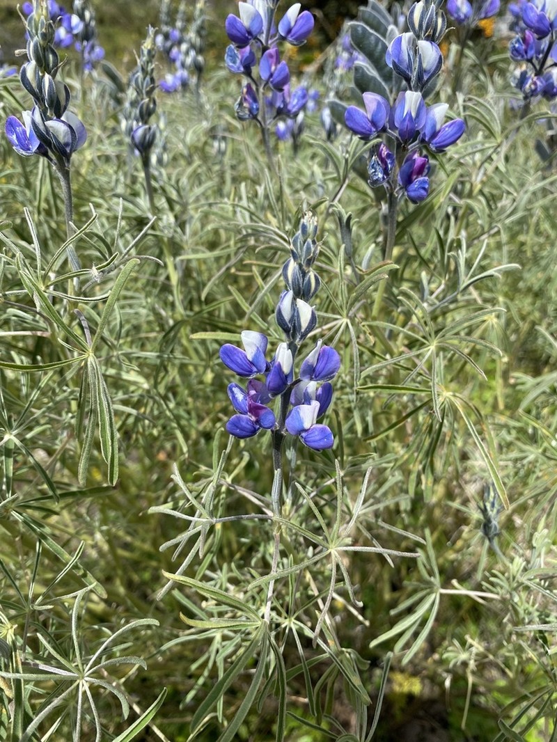 Lupinus ramosissimus photo 5