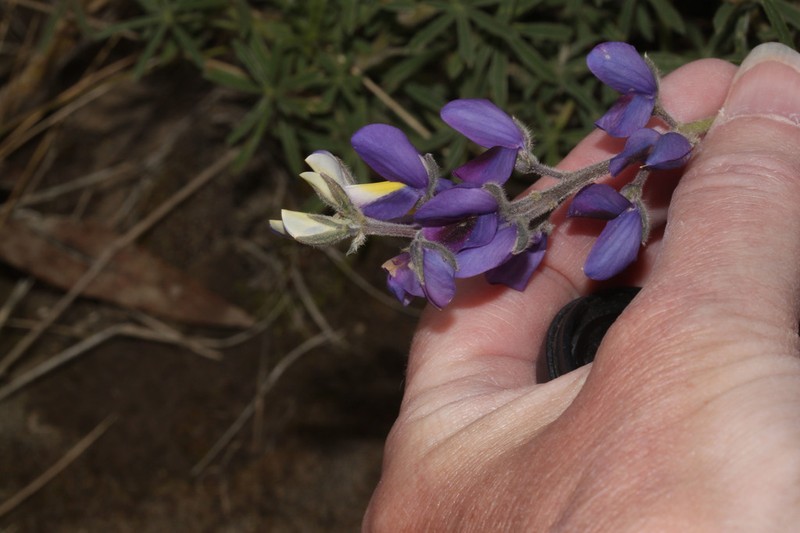Lupinus ramosissimus photo 6