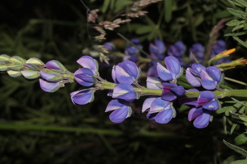 Lupinus ramosissimus photo 7