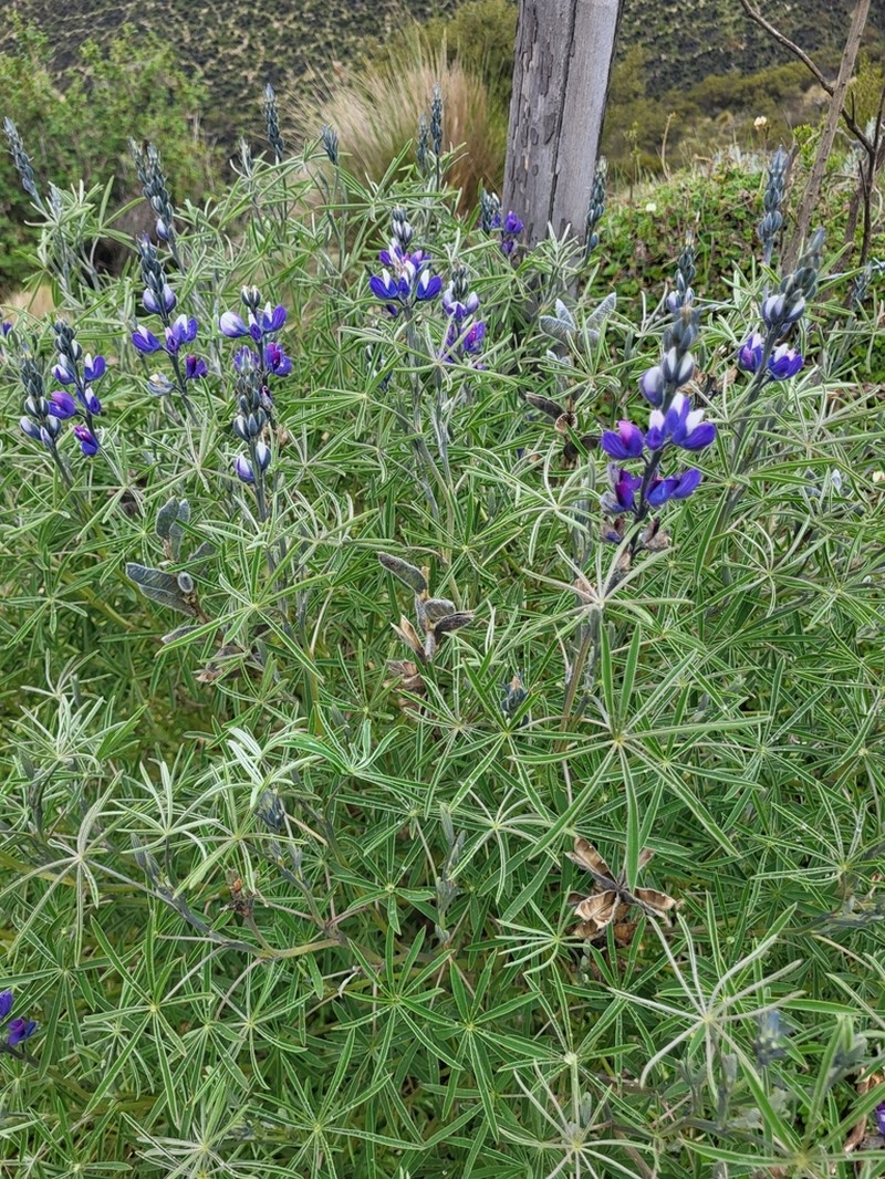 Lupinus ramosissimus photo 8