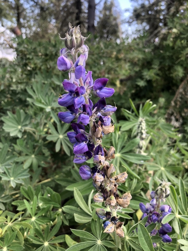 Lupinus reflexus
