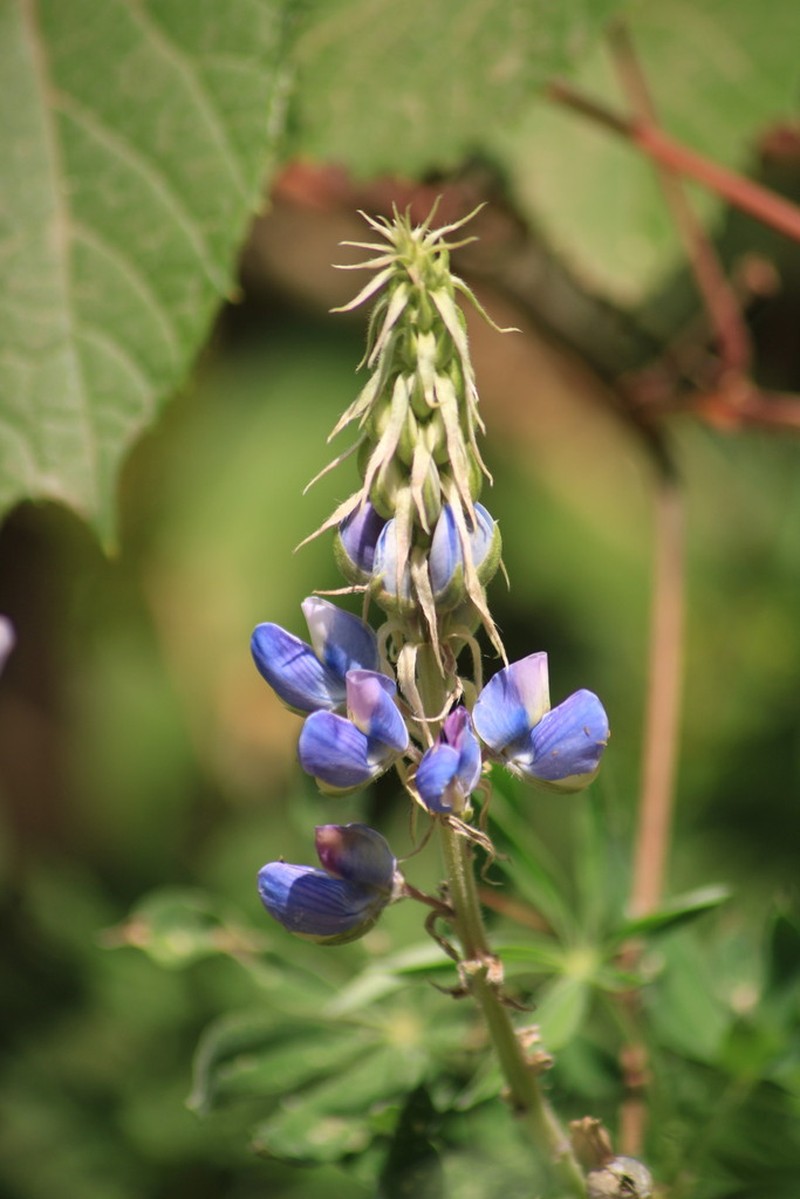 Lupinus reflexus photo 2