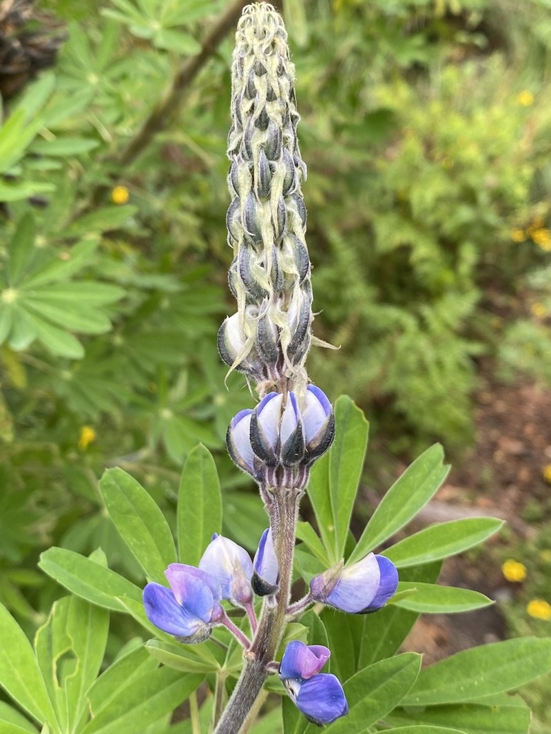 Lupinus reflexus photo 3
