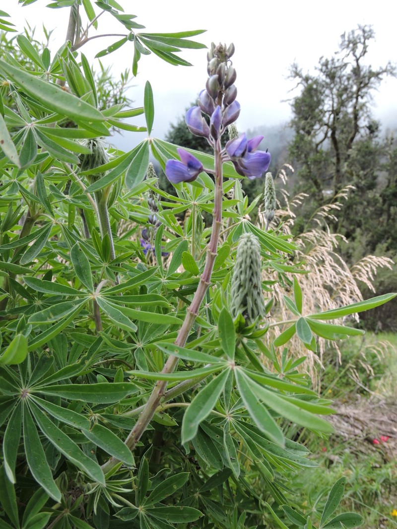 Lupinus reflexus photo 4