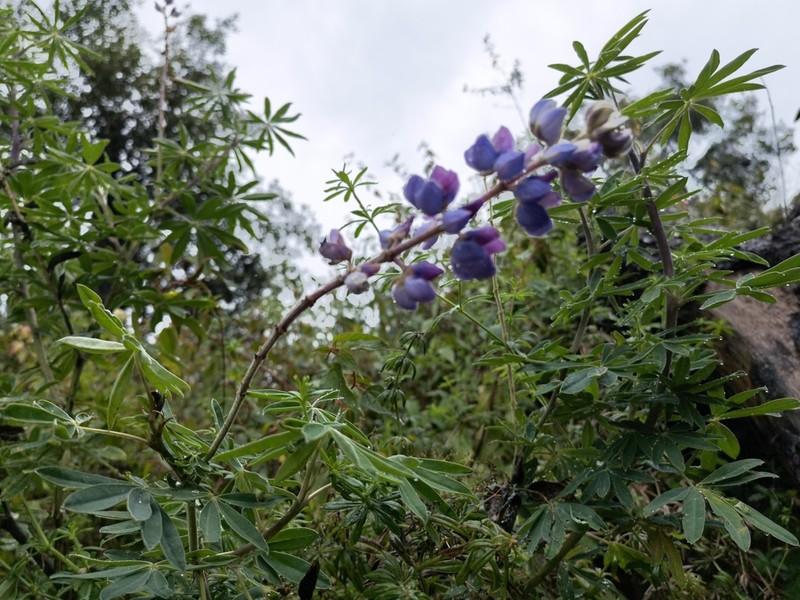 Lupinus reflexus photo 5