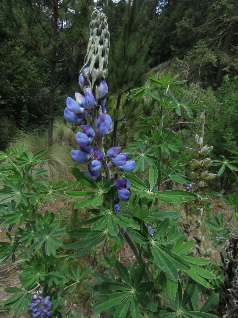Lupinus reflexus photo 6