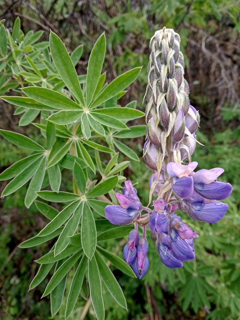 Lupinus reflexus photo 7