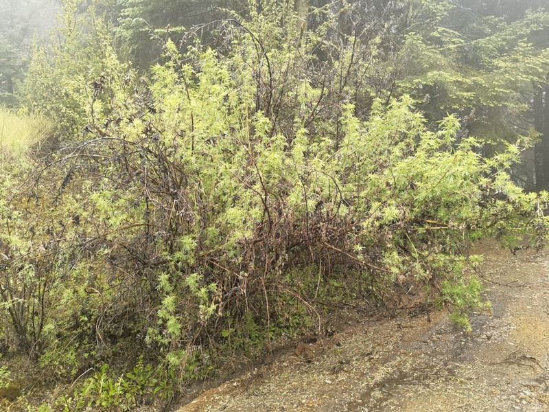 Lupinus reflexus photo 8