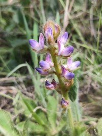 Lupinus reitzii