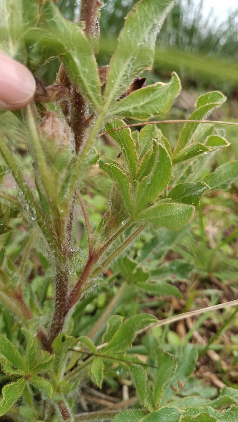 Lupinus reitzii photo 2