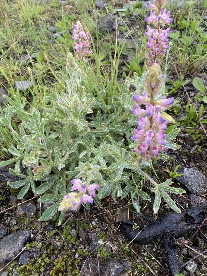Lupinus reitzii photo 3
