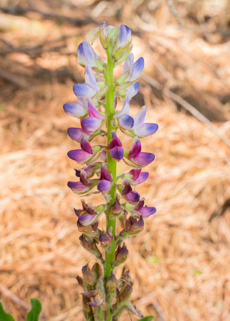 Lupinus reitzii photo 4