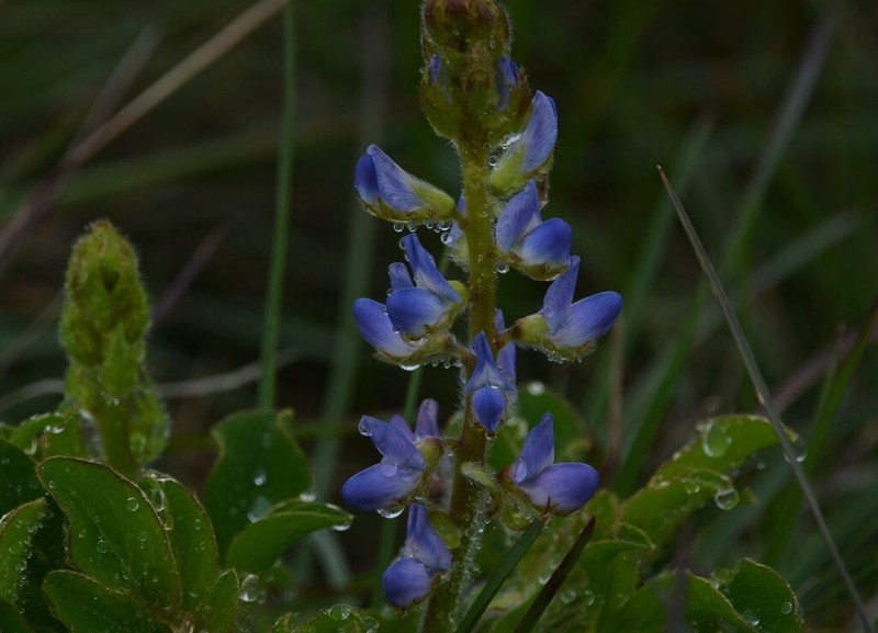 Lupinus reitzii photo 5