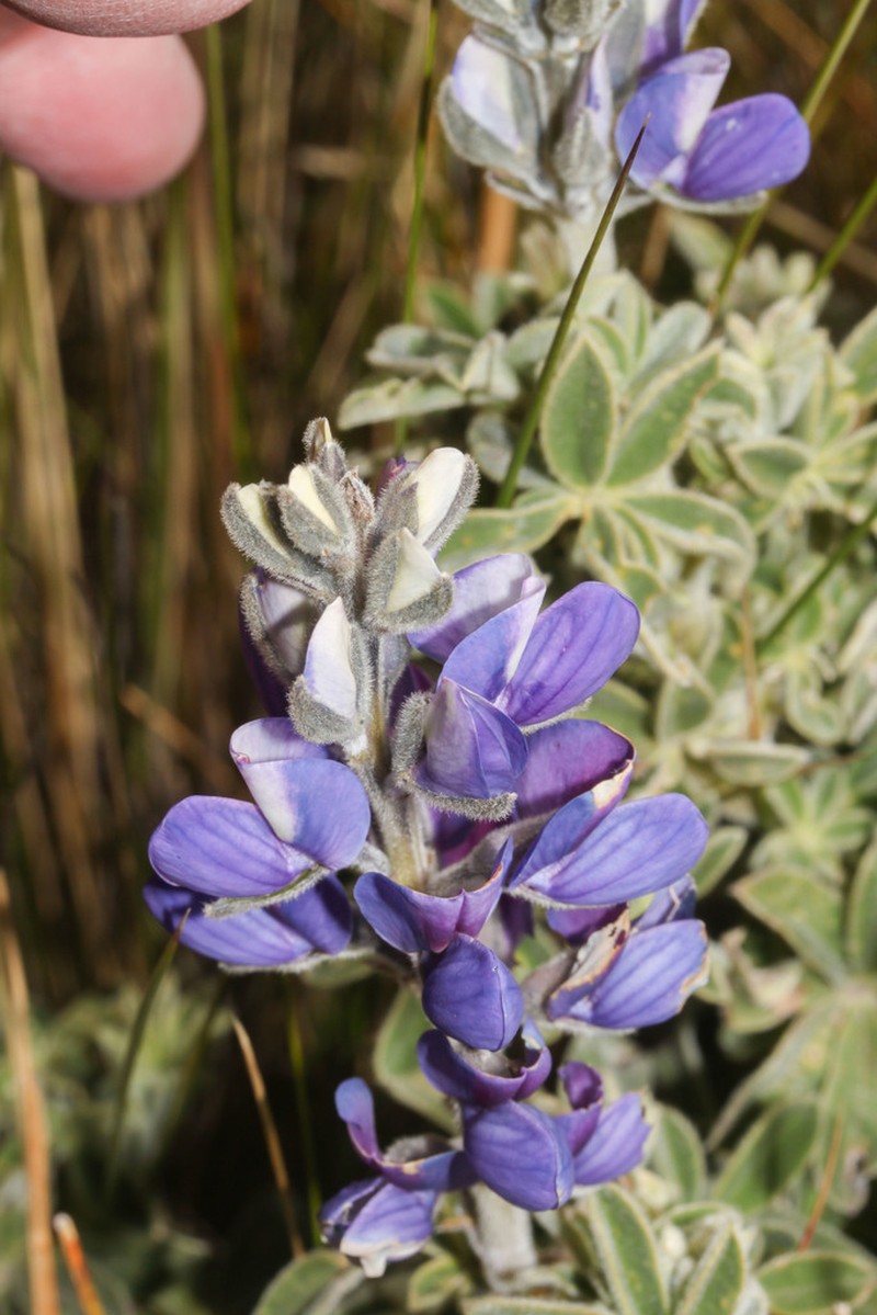 Lupinus revolutus photo 2