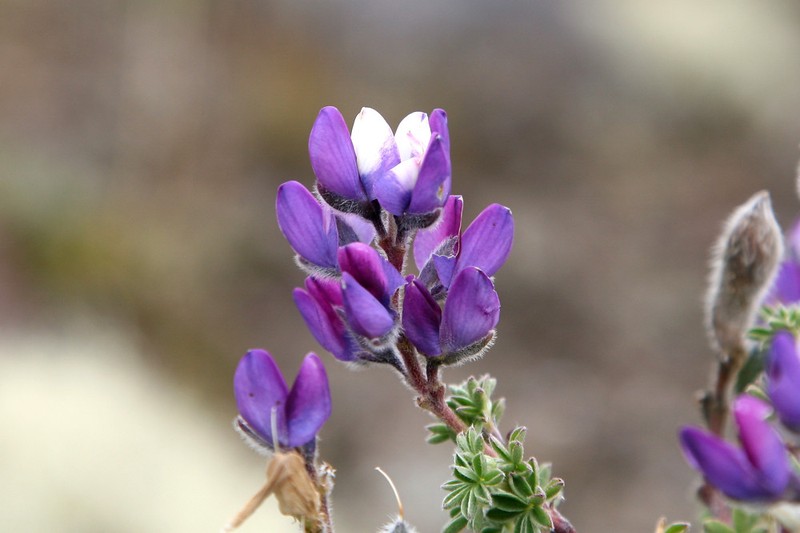 Lupinus revolutus photo 3