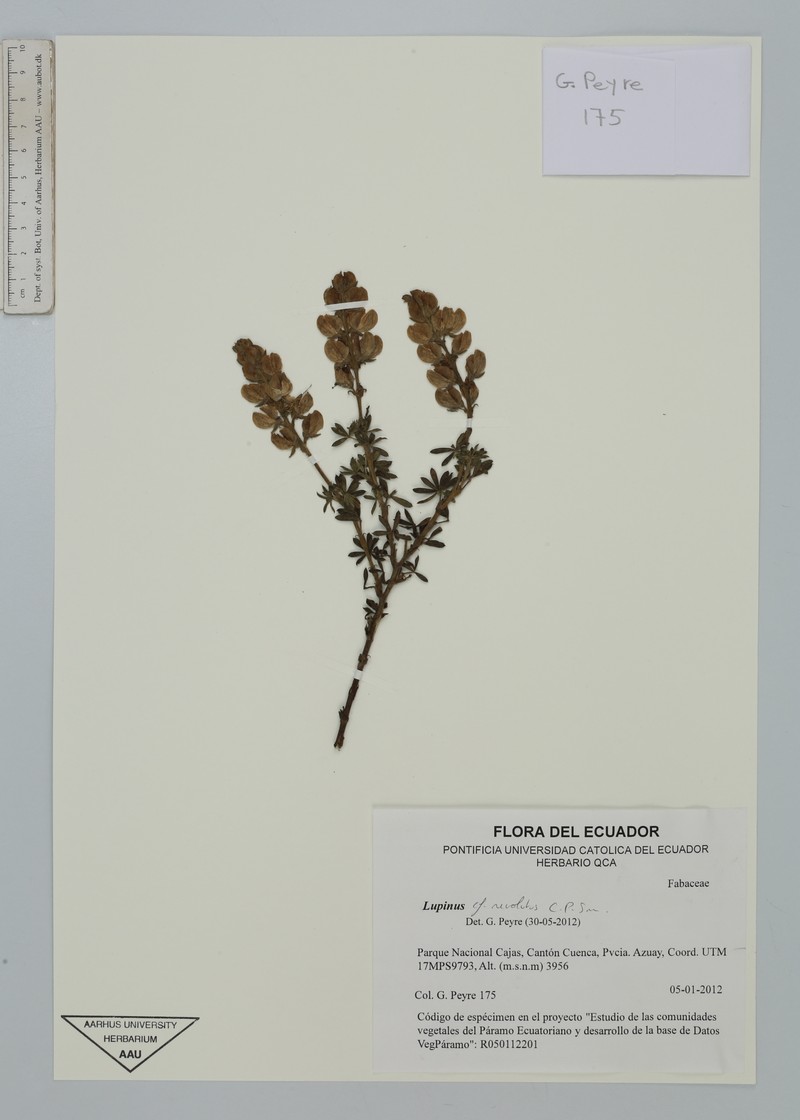 Lupinus revolutus photo 4