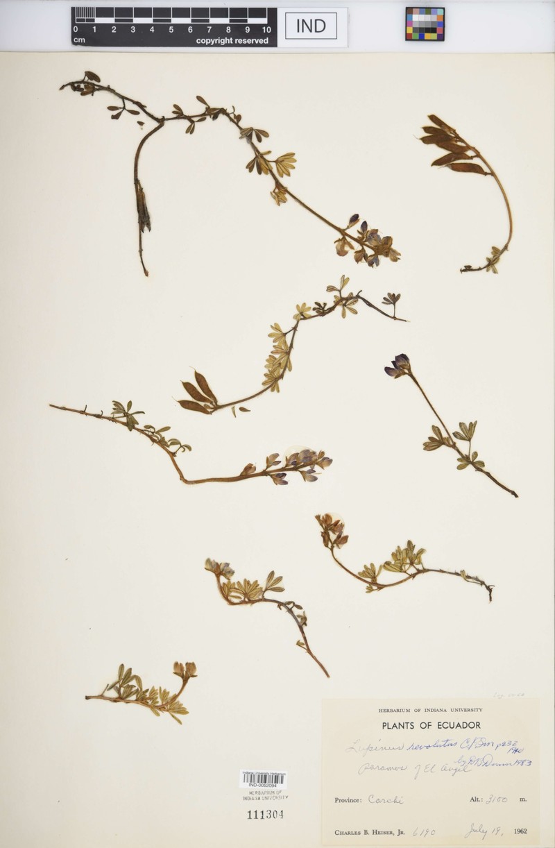 Lupinus revolutus photo 5