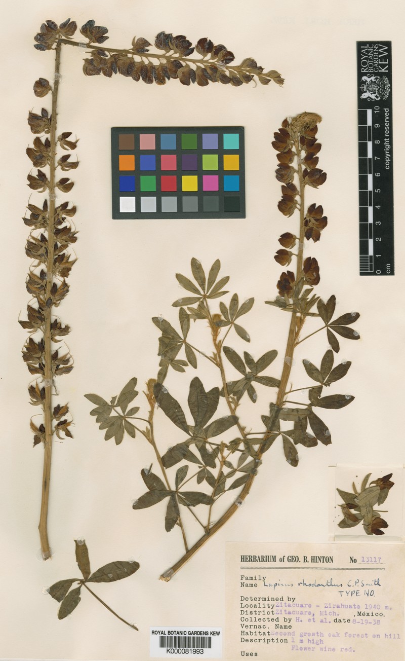 Lupinus rhodanthus