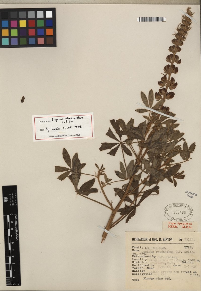Lupinus rhodanthus photo 2