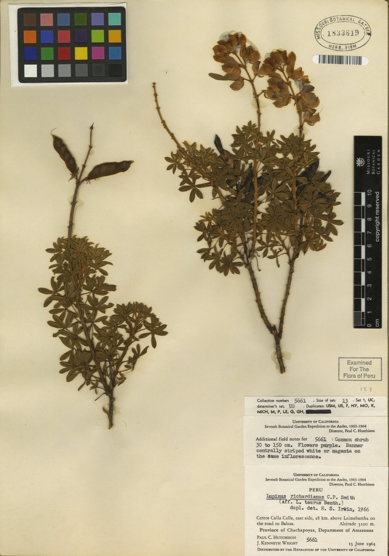 Lupinus richardianus