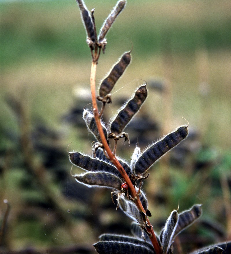 Riverbank Lupine photo 2