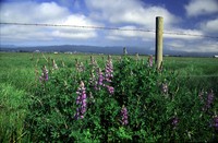 Riverbank Lupine