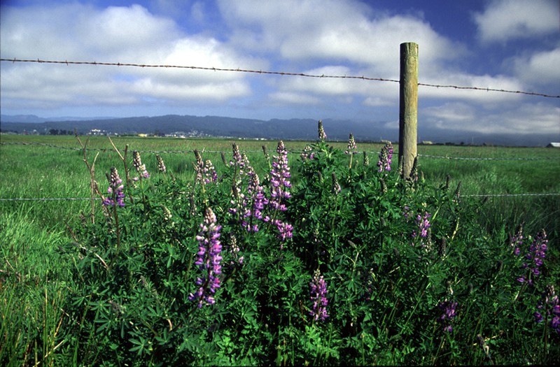 Riverbank Lupine